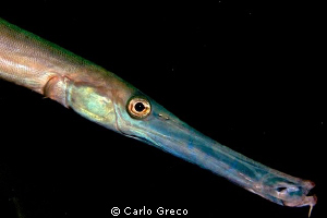 close-up of a trumpetfish by Carlo Greco 